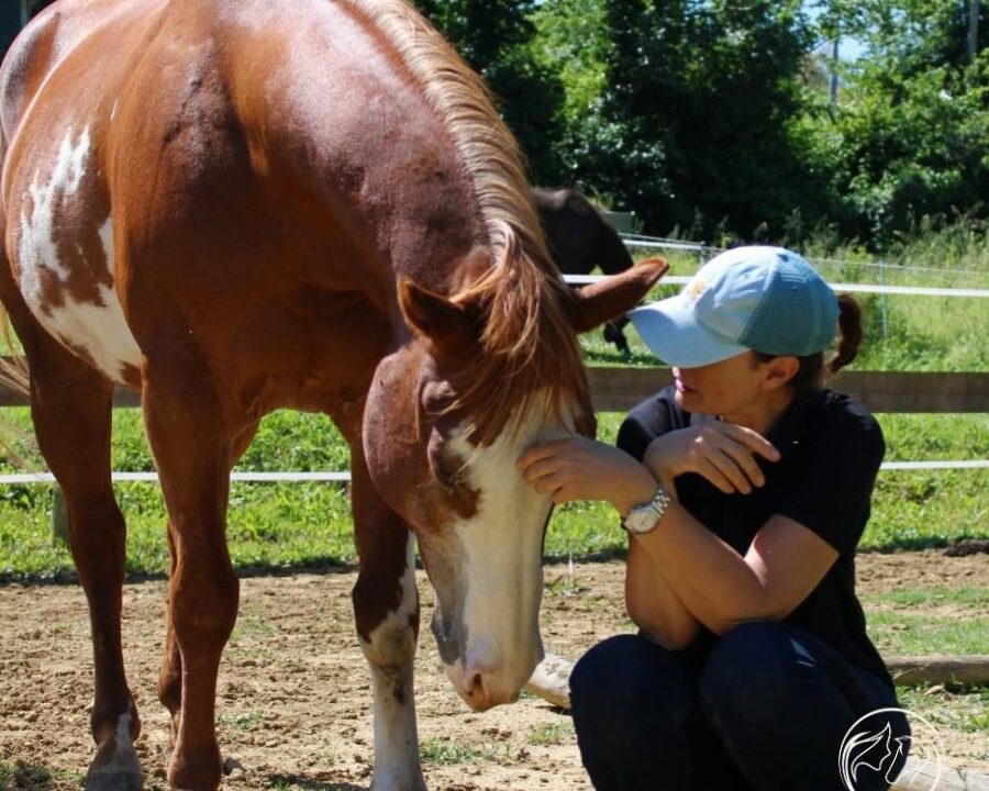 Un viaggio con me e il cavallo verso una maggiore consapevolezza emotiva