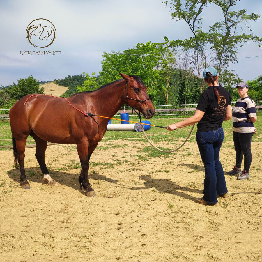 Il mental coaching in equitazione